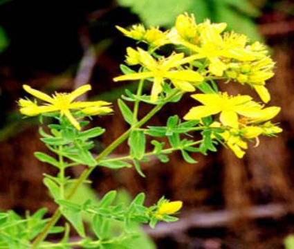 St. John's Wort P.E.;St. John's Wort Extract - China St. John's Wort P. E., St. 